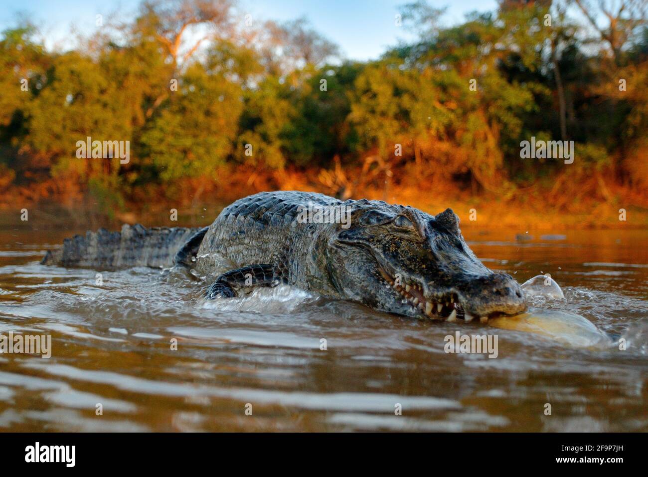 Coccodrillo cattura il pesce in acqua di fiume, luce della sera. Yacare Caiman, coccodrillo con piranha in museruola aperta con denti grandi, Pantanal, Bolivia. Dettaglio wid Foto Stock