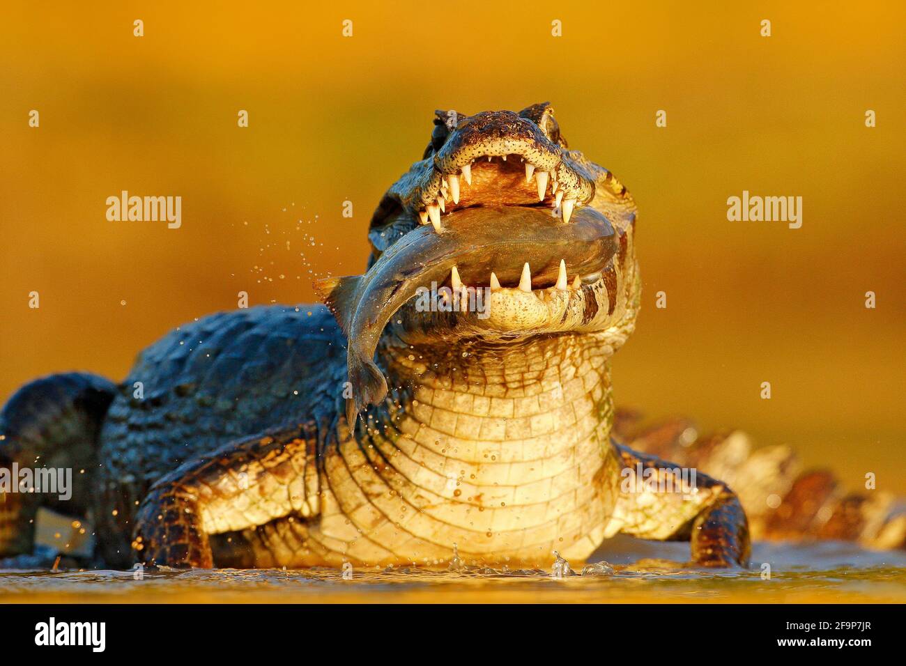 Yacare Caiman, coccodrillo con pesce in muratura aperta con denti grandi, Pantanal, Brasile. Ritratto di dettaglio del rettile di pericolo. Caiman con piranha. Coco Foto Stock