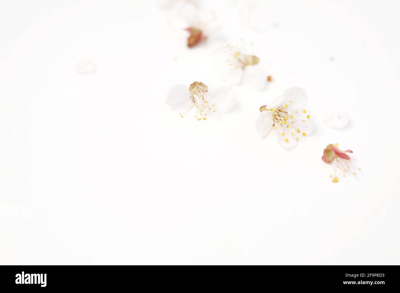 Petali di albicocca ciliegia pesca fiore su sfondo bianco copia spazio Foto Stock