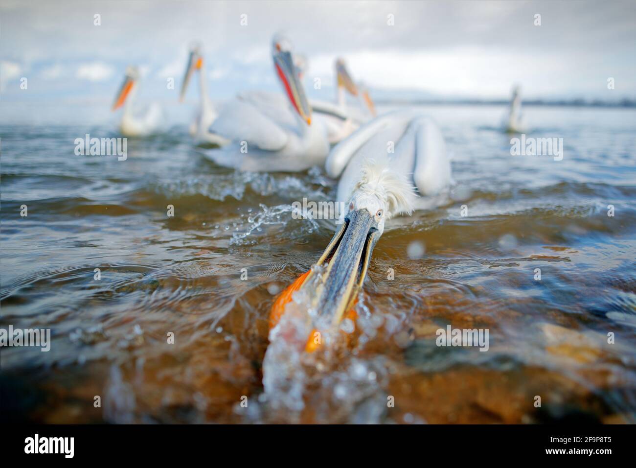 Pellicano dalmata, Pelecanus Crispus, nel lago Kerkini, Grecia. Palicano con ala aperta, animale da caccia. Scena faunistica dalla natura europea. Uccello su blu Foto Stock