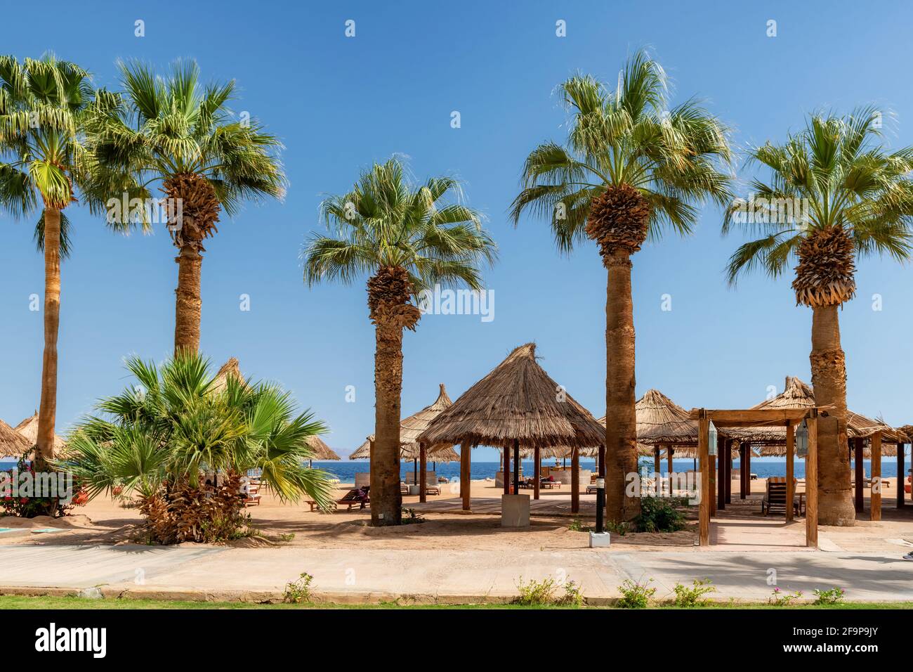 Palme sulla spiaggia Sunny in un resort tropicale Foto Stock
