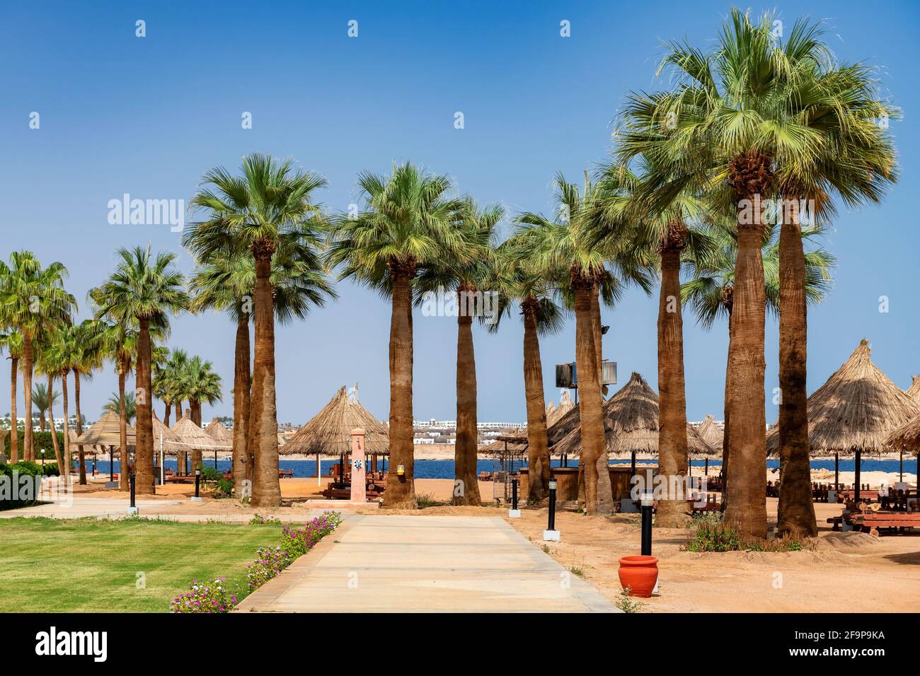 Palme sulla spiaggia Sunny in un resort tropicale Foto Stock