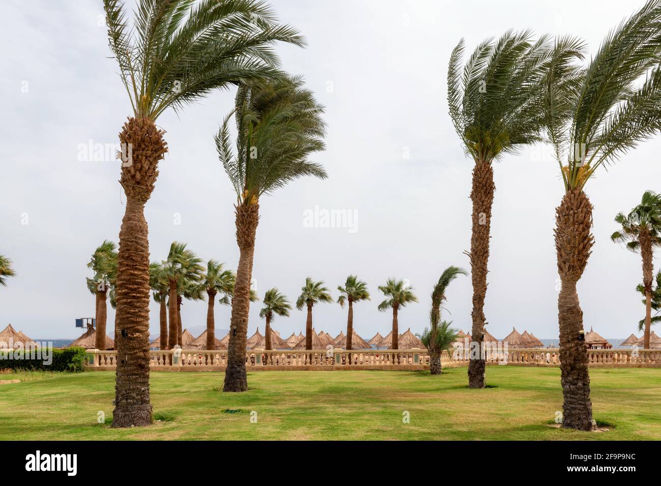 Palme in un giorno tempestoso in un resort tropicale Foto Stock