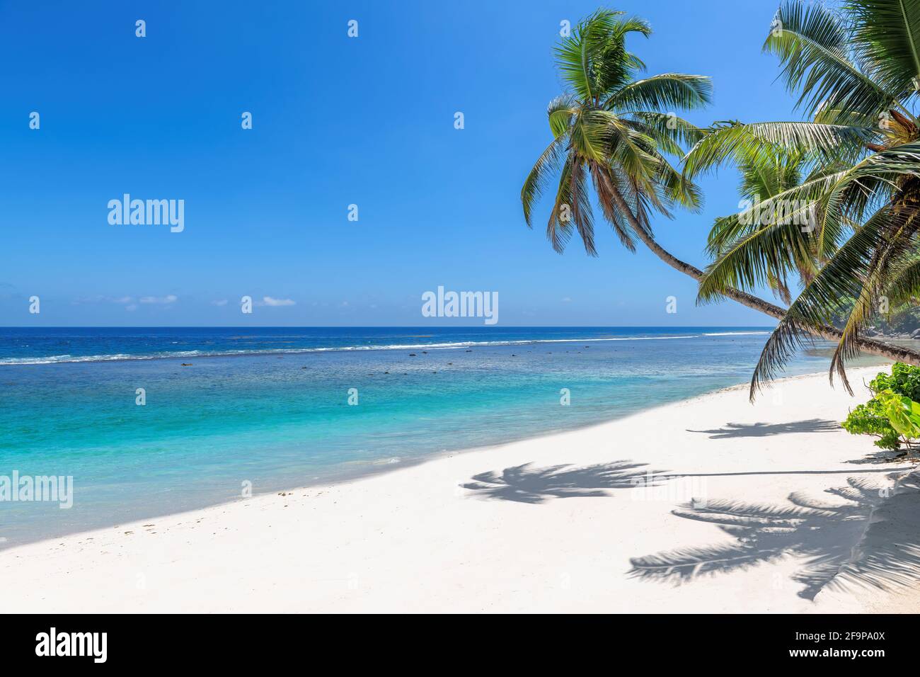 Spiaggia Paradiso con sabbia bianca e palme da cocco. Vacanza estiva e concetto di spiaggia tropicale. Foto Stock