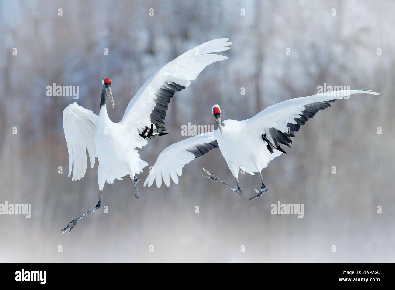 Coppia danzante di gru coronata da rosso con ali aperte, inverno Hokkaido, Giappone. Danza innevata in natura. Corteggiamento di grandi uccelli bianchi belli nella neve. An Foto Stock