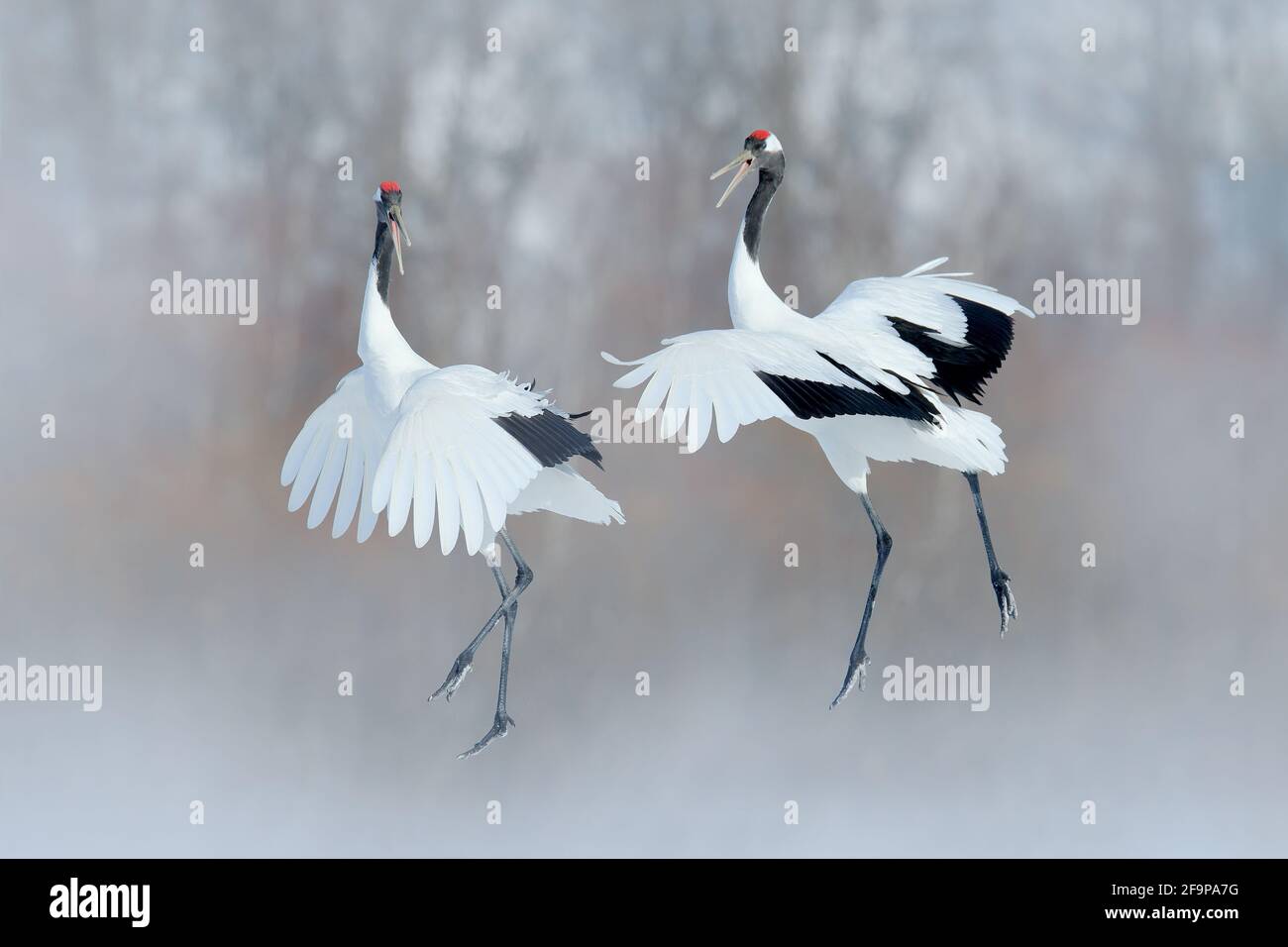 Coppia danzante di gru coronata da rosso con ali aperte, inverno Hokkaido, Giappone. Danza innevata in natura. Corteggiamento di grandi uccelli bianchi belli nella neve. An Foto Stock