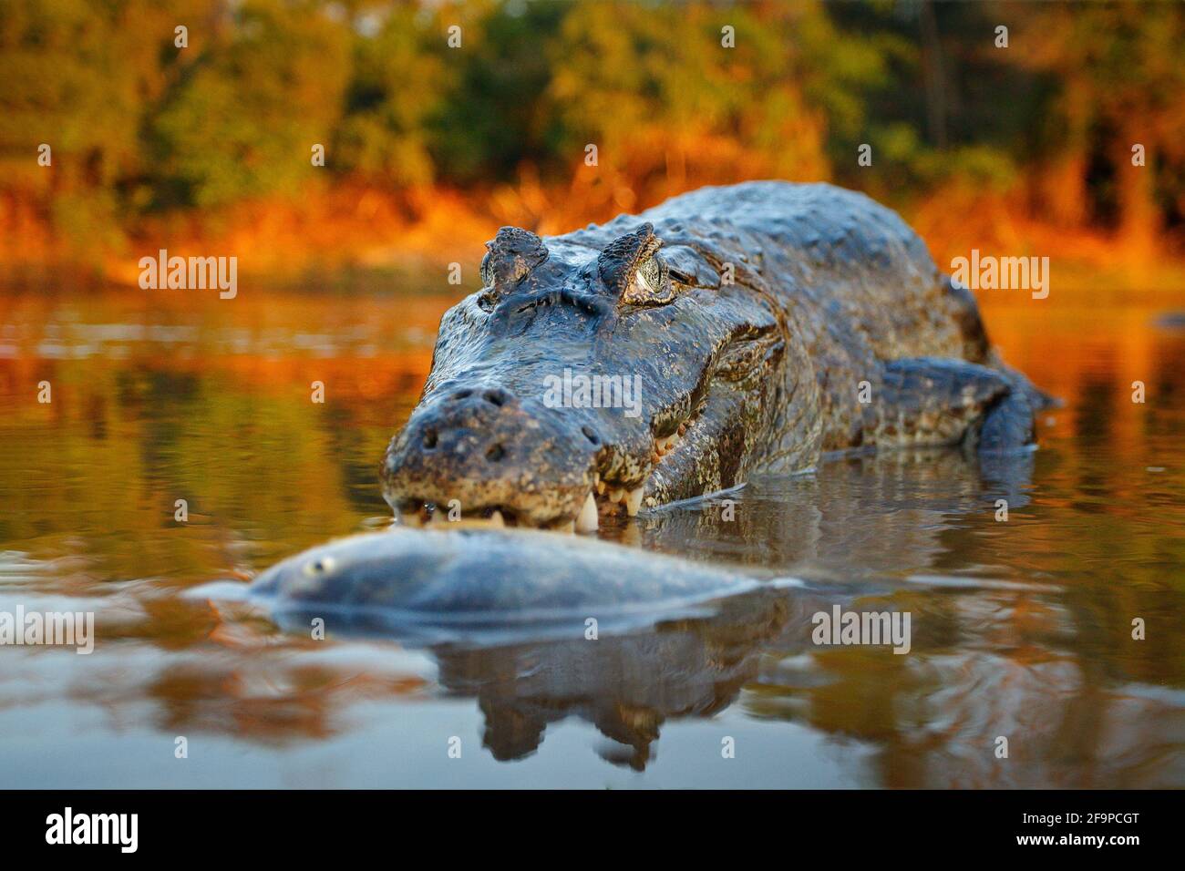 Coccodrillo cattura il pesce in acqua di fiume, luce della sera. Yacare Caiman, coccodrillo con piranha in museruola aperta con denti grandi, Pantanal, Bolivia. Dettaglio wid Foto Stock