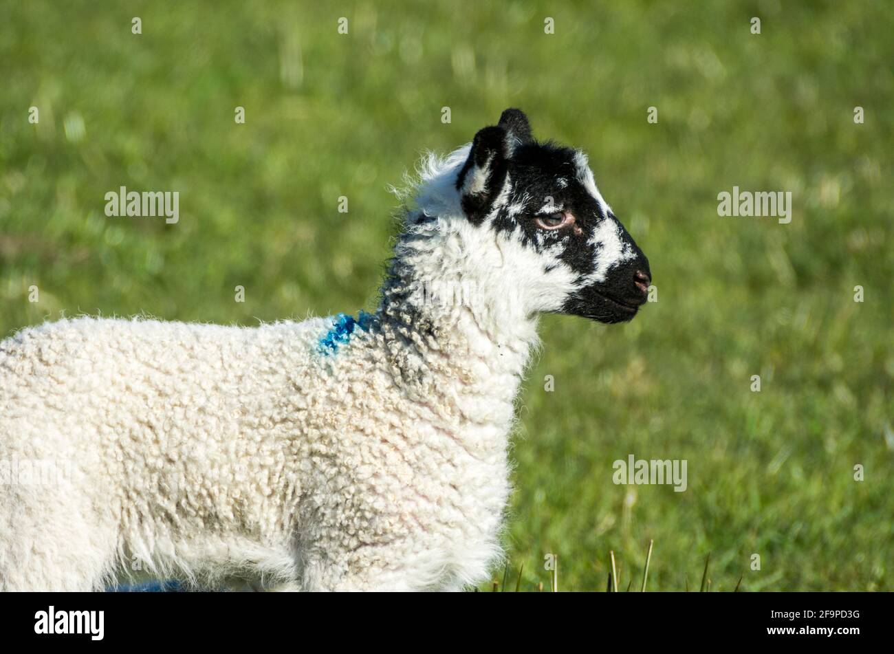 Un agnello swaledale in primavera a Weardale, North Pennines, County Durham, Regno Unito Foto Stock