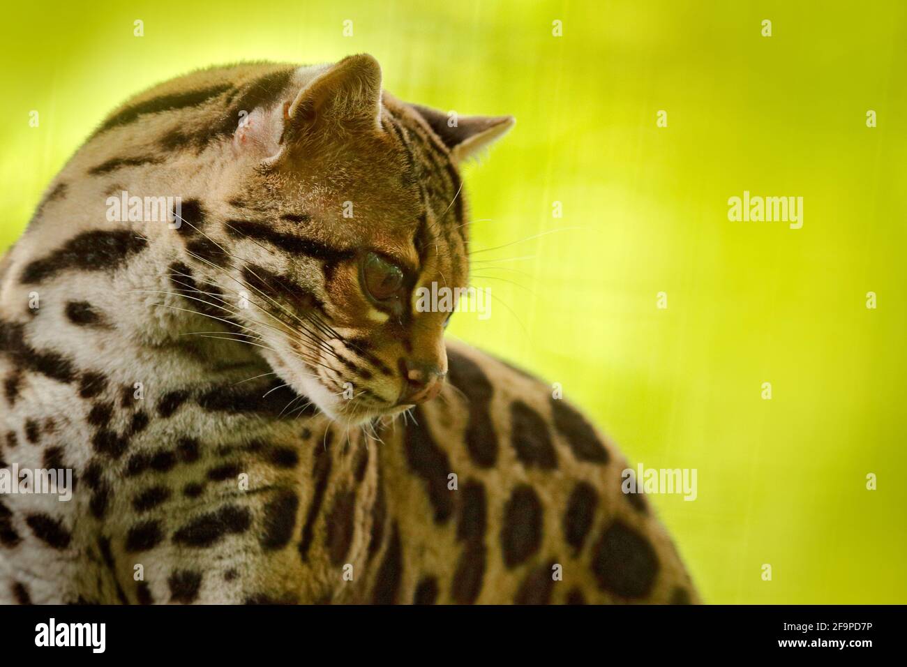 Fauna selvatica in Costa Rica. Bel margay gatto seduto sul ramo nella foresta tropicale costaricana. Dettaglio ritratto di ocelot, bel margine di gatto in tropica Foto Stock