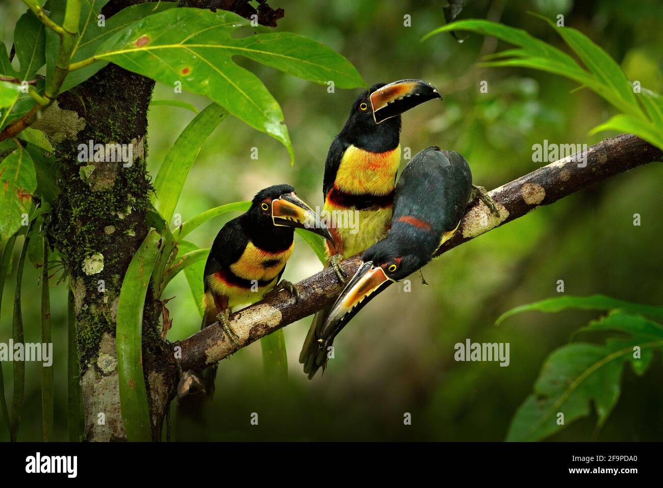 Piccoli toucans in habitat. Toucan Collarred aracari, Pteroglossus torquatus, uccello con grande fattura, seduto sul ramo nel verde della foresta, Boca Tapada, Foto Stock