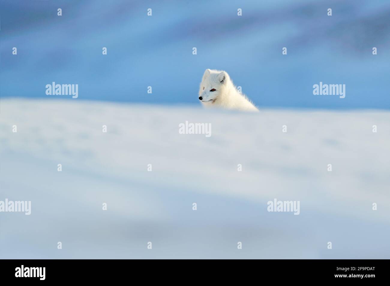 Volpe polare in habitat, paesaggio invernale, Svalbard, Norvegia. Bellissimo animale nella neve. Volpe in esecuzione. Scena d'azione della fauna selvatica dalla natura, Vulpes lagopus, in Foto Stock