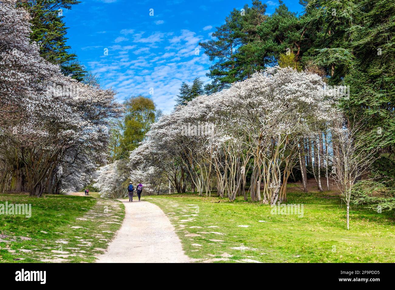 Persone che camminano attraverso i Valley Gardens a Windsor Great Park, Windsor, Berkshire, Regno Unito Foto Stock