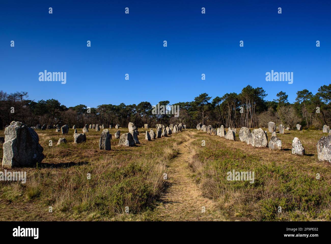 Kerlescan menhir allineamento vicino Carnac Foto Stock