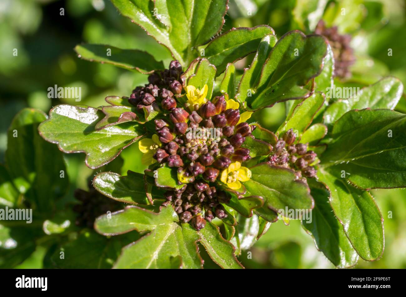 Un primo piano delle teste floreali, solo parzialmente aperte, di Barbarea vulgaris, conosciuto anche come rocketcress giallo, razzo invernale, razzo giallo. Regno Unito, primavera. Foto Stock