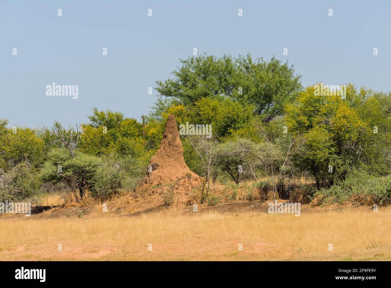 Paesaggio cespuglio con un grande tumulo di termite, Namibia Foto Stock