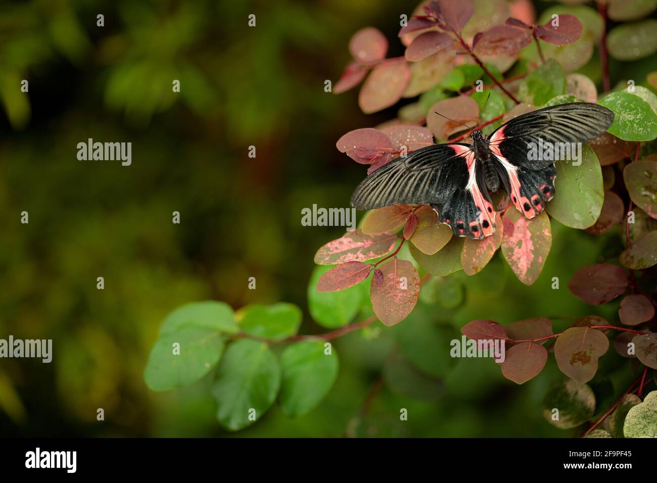 Papilio rumanzovia, bella farfalla rosa nera, Mormon scarlatto, insetto grande e colorato sul ramo verde. Farfalla in habitat naturale forestale, Foto Stock