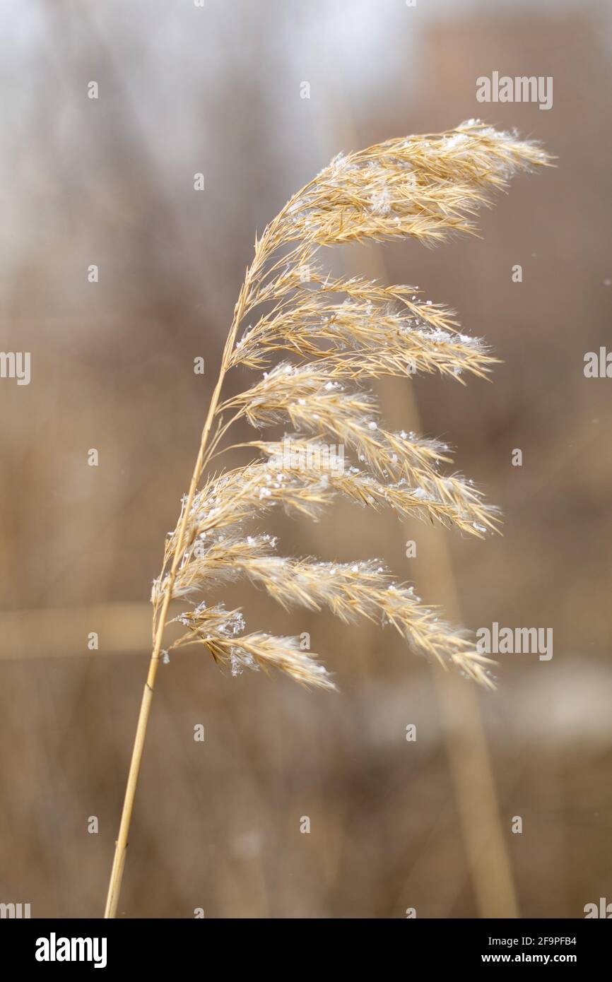 canne secche di pianta con fiocchi di neve su uno sfondo naturale in inverno Foto Stock