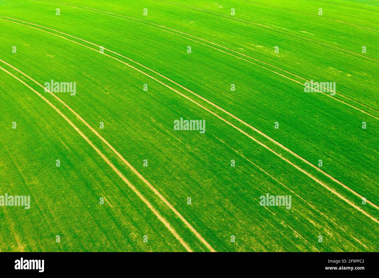 Vista aerea sul campo di grano coltivato in campagna, concetto di azienda agricola, struttura agricola. Foto Stock