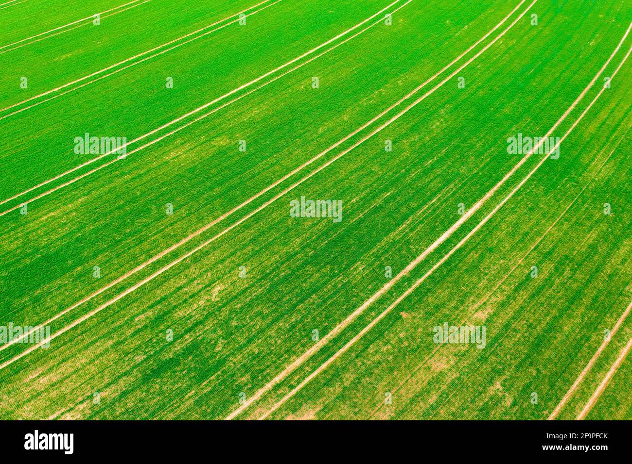 Vista aerea sul campo di grano coltivato in campagna, concetto di azienda agricola, struttura agricola. Foto Stock