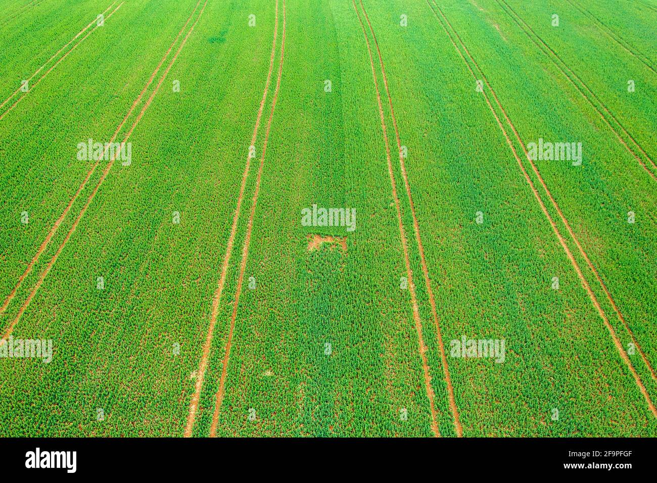 Vista aerea sul campo di grano coltivato in campagna, concetto di azienda agricola, struttura agricola. Foto Stock