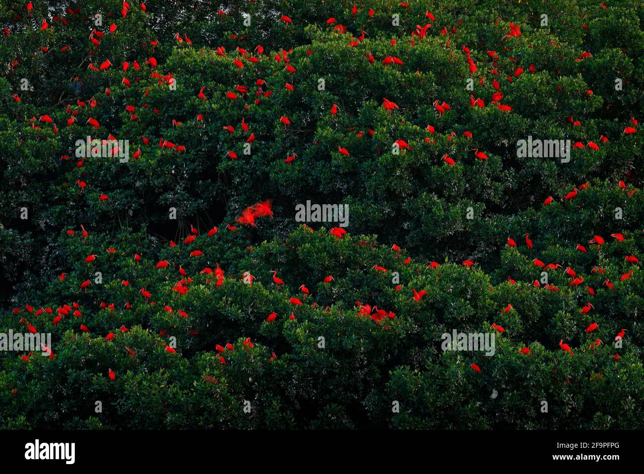 Scarlatto Ibis, Eudocimus ruber, esotico uccello rosso, habitat naturale, colonia di uccelli seduta sull'albero, palude Caroni, Trinidad e Tobago, Caraibi. Flock o Foto Stock