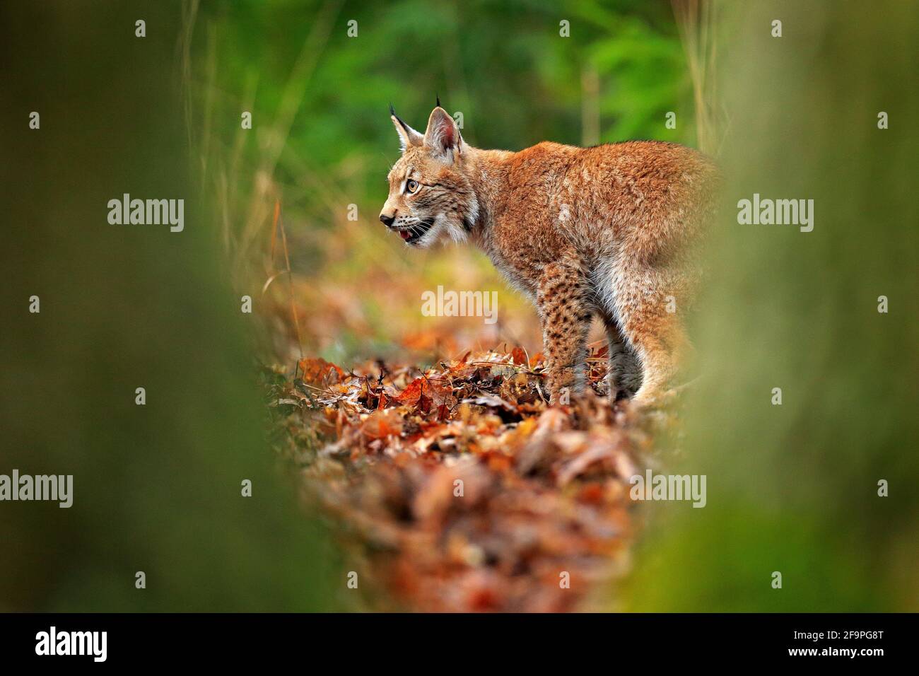 Lynx nella foresta. Walking Eurasian gatto selvaggio tra la trettrice, verde sullo sfondo. Gatto selvatico in habitat naturale, ceco, Europa. Lynx nell'au arancione Foto Stock