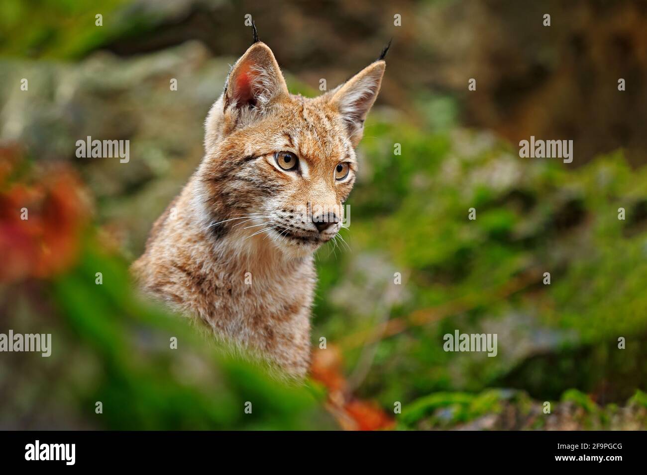 Lynx nella foresta. Seduto gatto selvatico eurasiatico su pietra verde mussosa, verde sullo sfondo. Gatto selvatico in un altro habitat naturale, ceco, Europa. Foto Stock