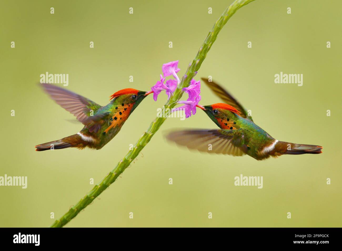 Coquette tufted, colibrì colorato con cresta arancione e collare nell'habitat dei fiori verdi e violacei. Uccello che vola accanto al fiore rosa, gre chiaro Foto Stock