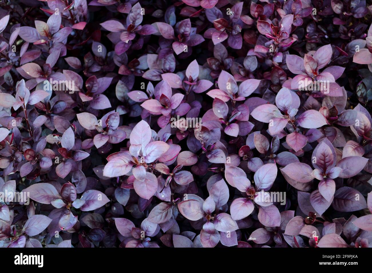 Closeup di alternanthera dentata fiorente in un giardino sotto il luce solare Foto Stock