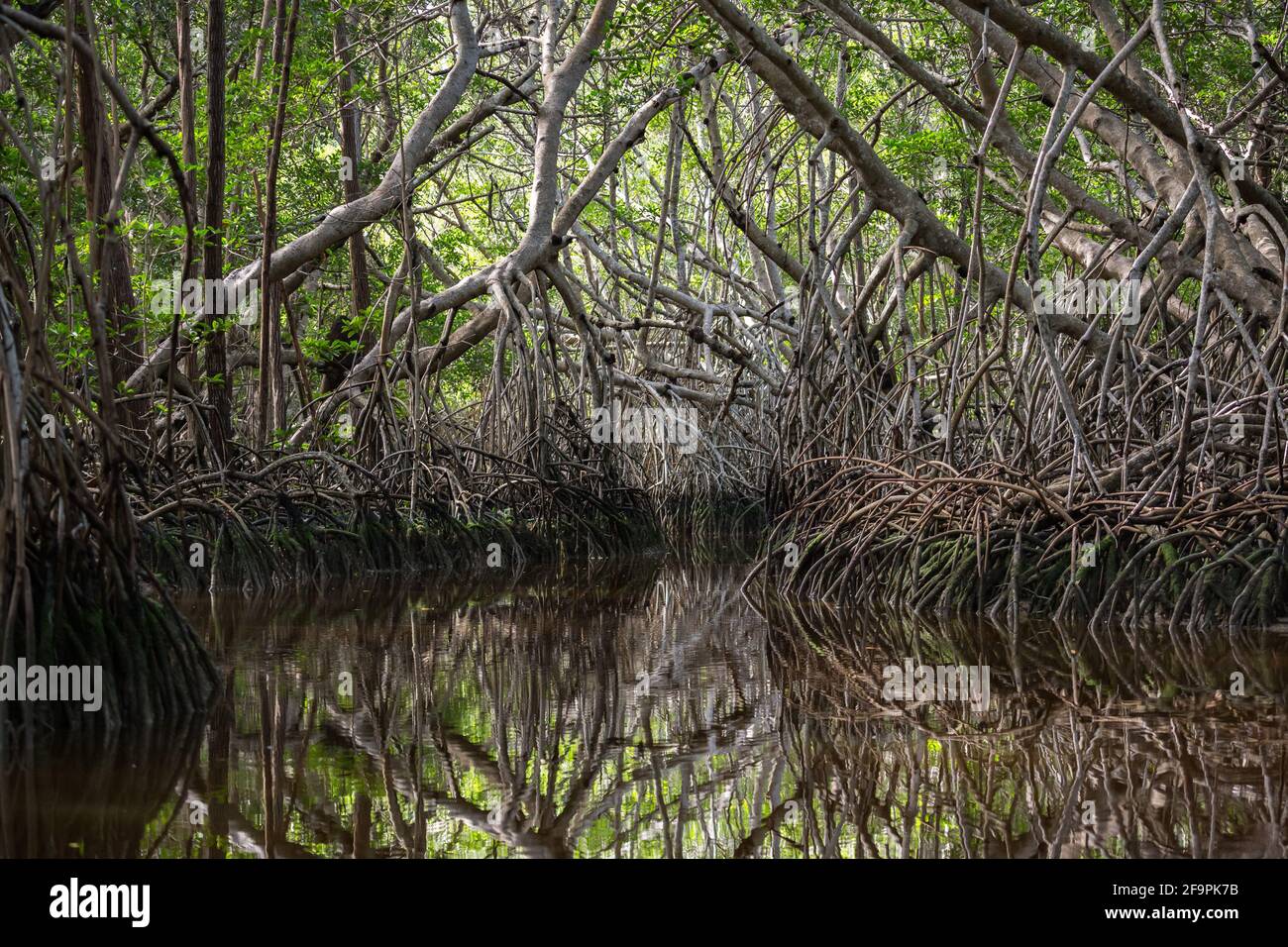 Thicket mangrovie alla laguna di Celestun, Yucatan, Messico Foto Stock