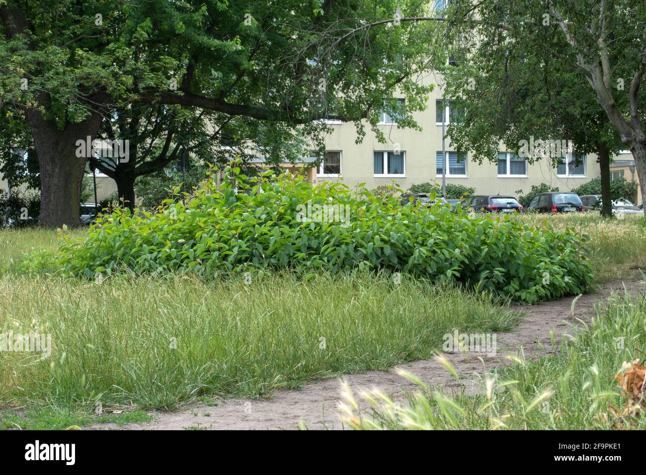 12.06.2020, , - distretto di Mitte - crescita selvaggia sulla zona verde di una zona residenziale a Berlino-Mitte. 0CE200612D008CAROEX.JPG [VERSIONE DEL MODELLO: NON AP Foto Stock