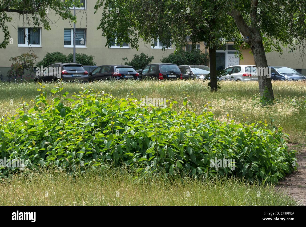 12.06.2020, , - distretto di Mitte - crescita selvaggia sulla zona verde di una zona residenziale a Berlino-Mitte. 0CE200612D006CAROEX.JPG [VERSIONE DEL MODELLO: NON AP Foto Stock