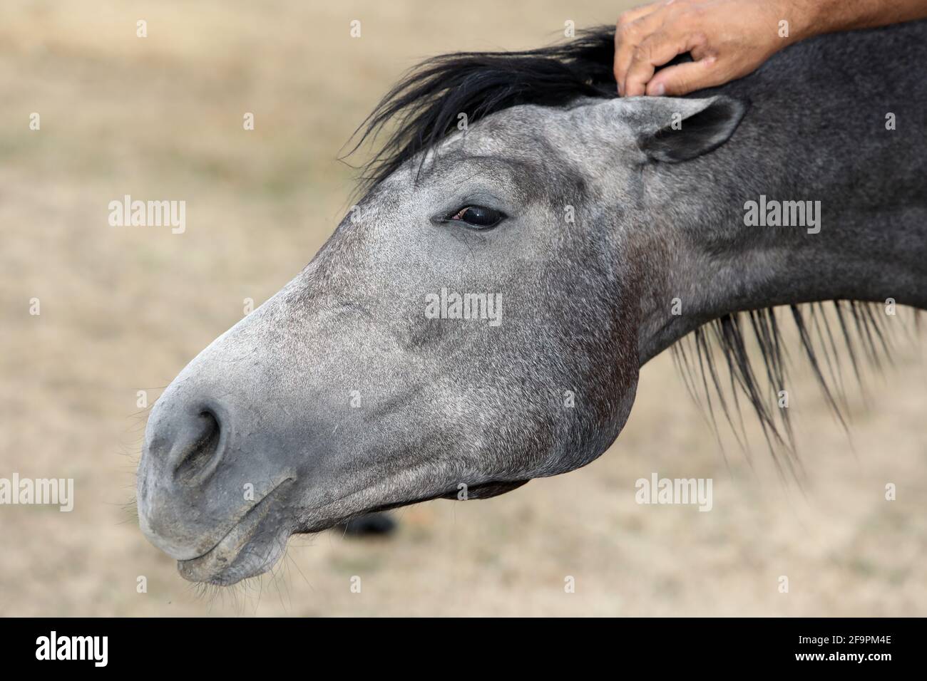 20.08.2018, Ingelheim, Renania-Palatinato, Germania - Cavallo in testa. 00S180820D485CAROEX.JPG [VERSIONE DEL MODELLO: NON APPLICABILE, CORRETTA Foto Stock