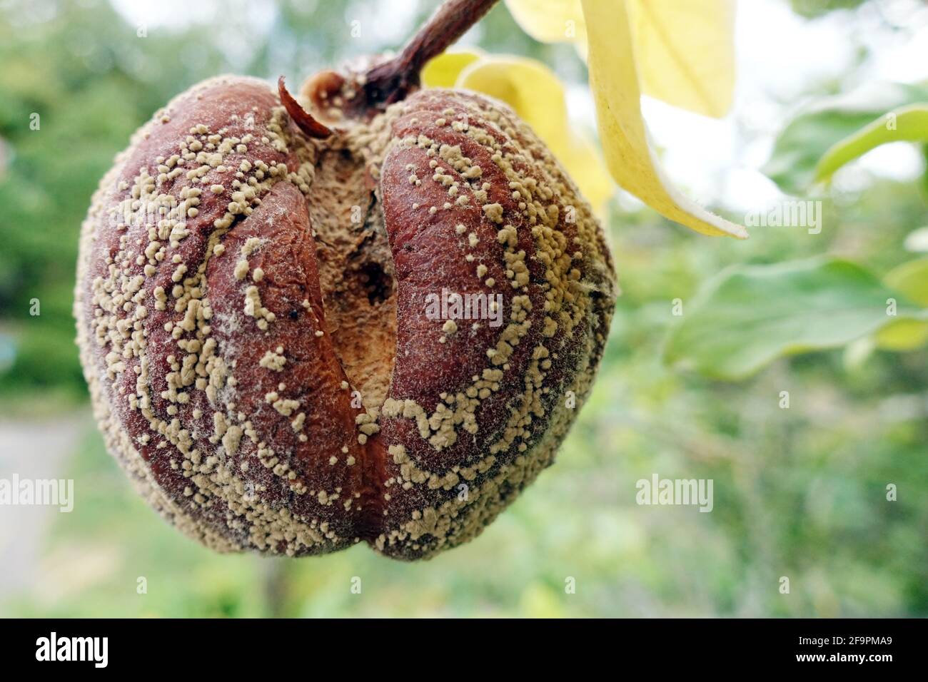 15.09.2018, Berlin, , Germania - mela cotogna moldy appesa su un albero. 00S180915D563CAROEX.JPG [RELEASE DEL MODELLO: NON APPLICABILE, RELEASE DELLA PROPRIETÀ: NO (C) CARO Foto Stock