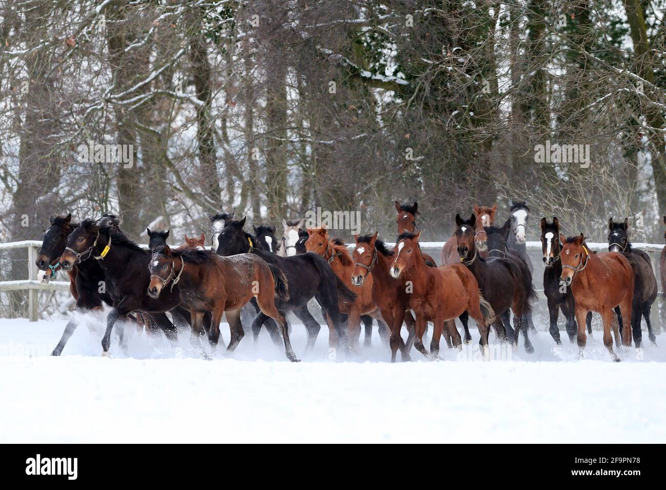 12.02.2021, Graditz, Sassonia, Germania - cavalli che in inverno galleggiano in un paddock innevato. 00S210212D640CAROEX.JPG [VERSIONE DEL MODELLO: NO, PROPRIETÀ Foto Stock