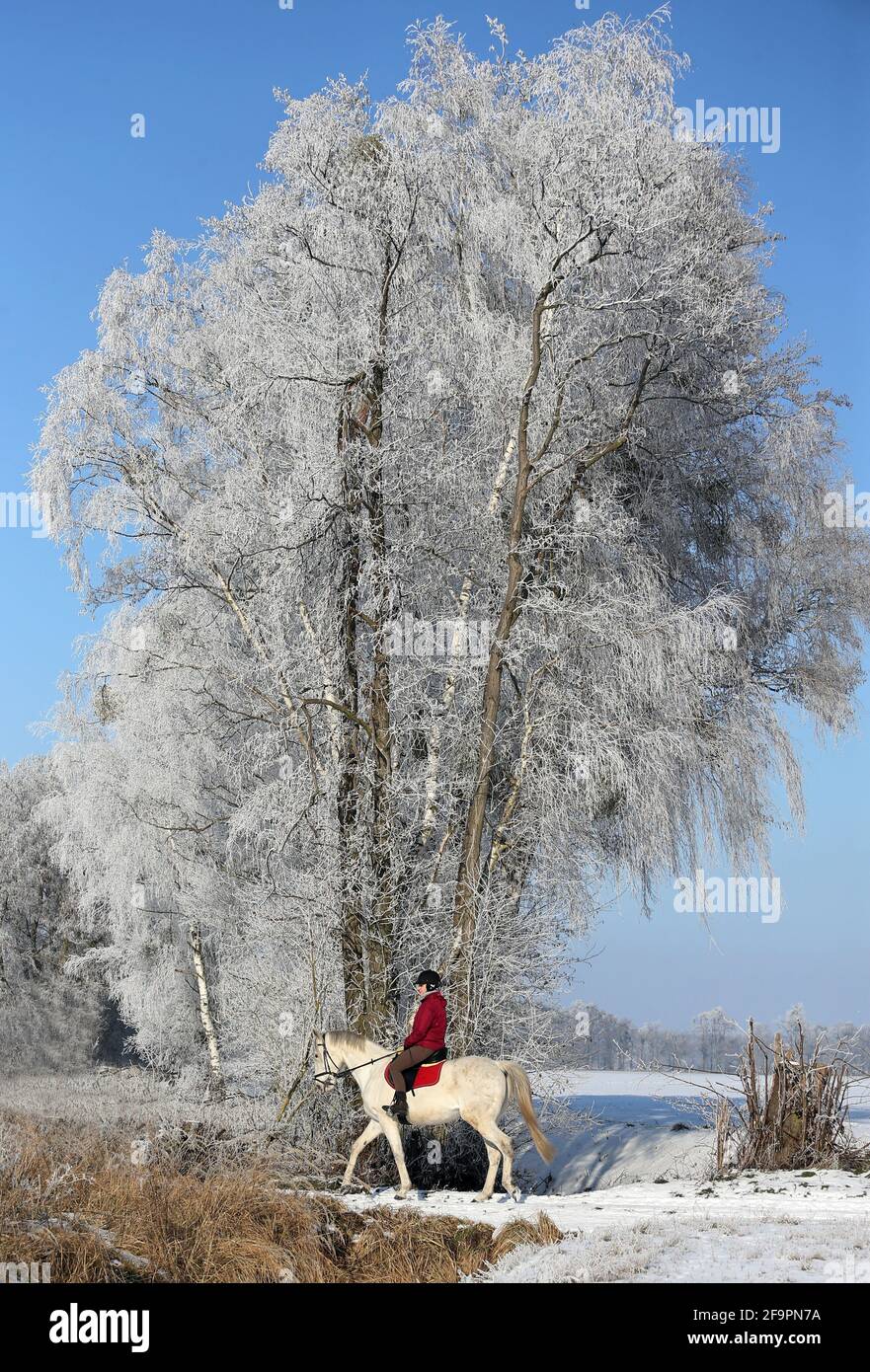 14.02.2021, Altlandsberg, Brandeburgo, Germania - la giovane donna fa un giro nel paesaggio invernale. 00S210214D654CAROEX.JPG [VERSIONE MODELLO: NO, PROP Foto Stock