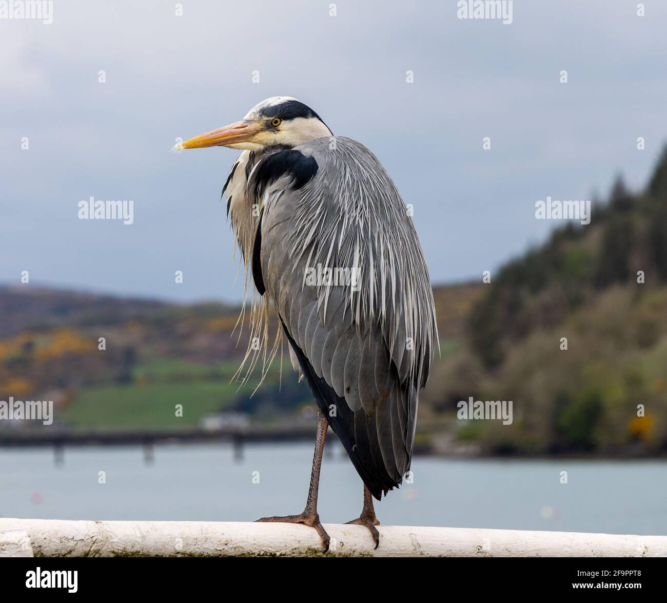 L'Erone grigio Ardea cinerea in preening completo del piumaggio dell'adulto Foto Stock