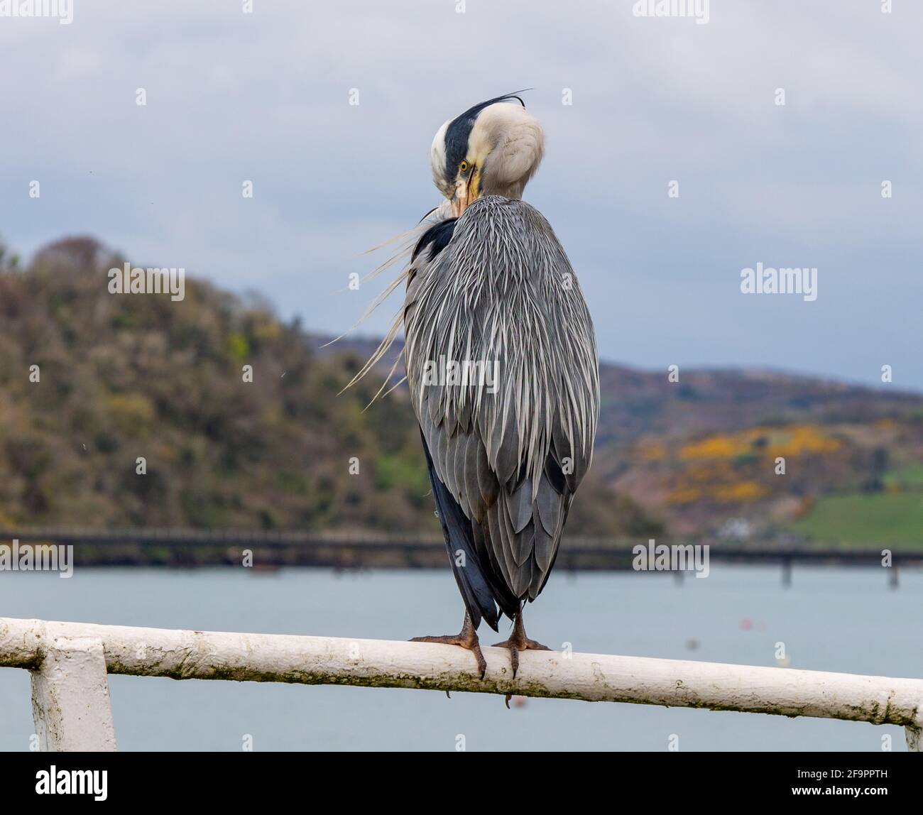 L'Erone grigio Ardea cinerea in preening completo del piumaggio dell'adulto Foto Stock