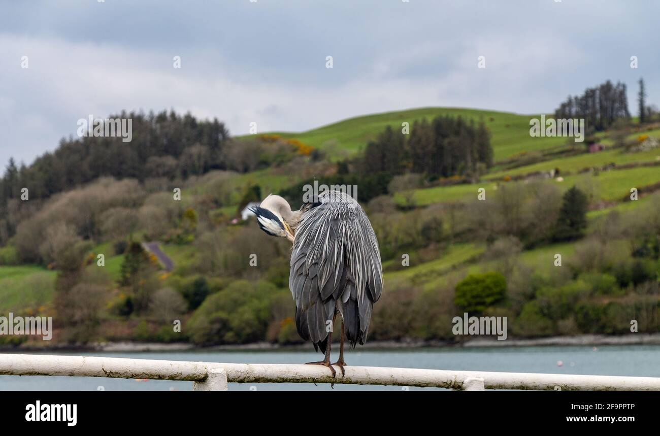 L'Erone grigio Ardea cinerea in preening completo del piumaggio dell'adulto Foto Stock