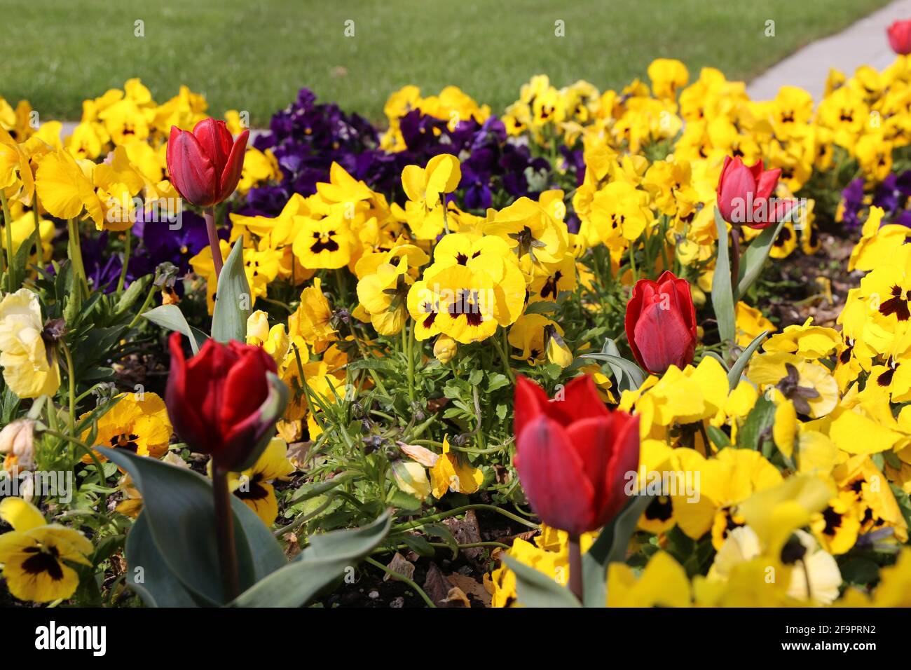 Fiori in primavera: Tulipani e violetti cornati Foto Stock