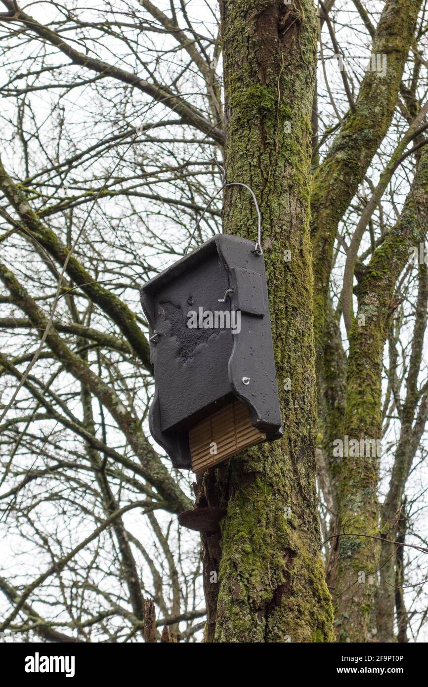 BAT shelter installato su albero, Tetbury, Gloucestershire Foto Stock