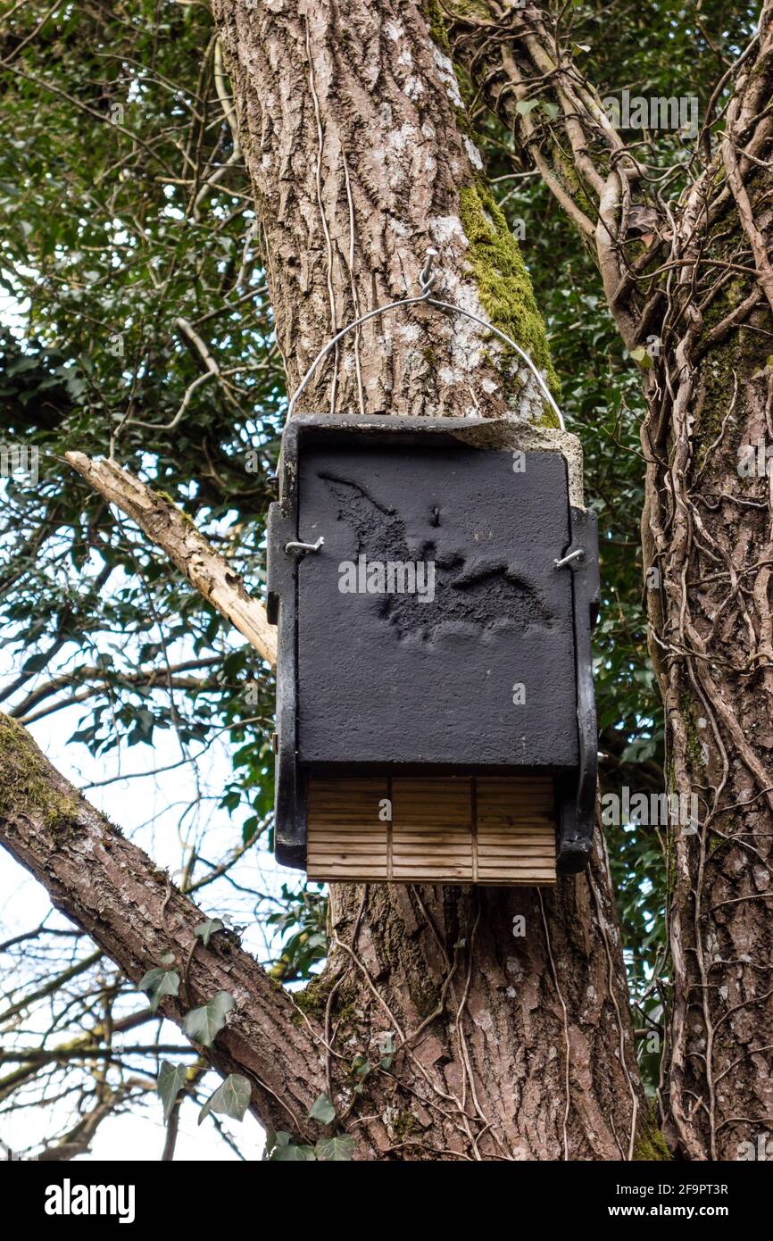 BAT shelter installato su albero, Tetbury, Gloucestershire Foto Stock