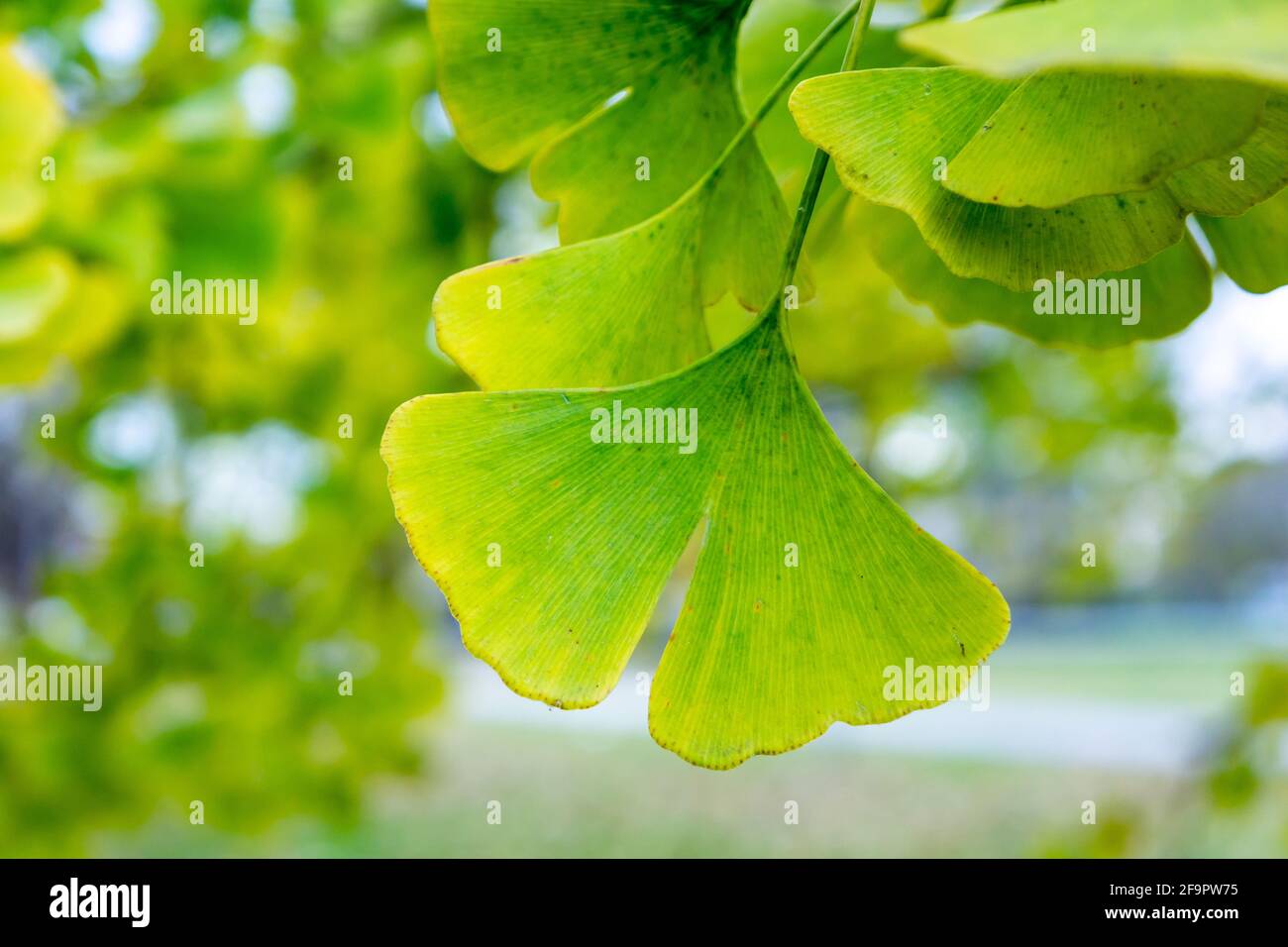 Foglie gialle e verdi del Ginkgo biloba, comunemente noto come ginkgo o gingko, anche noto come albero di maidenhair, una specie di albero originaria della Cina. Foto Stock