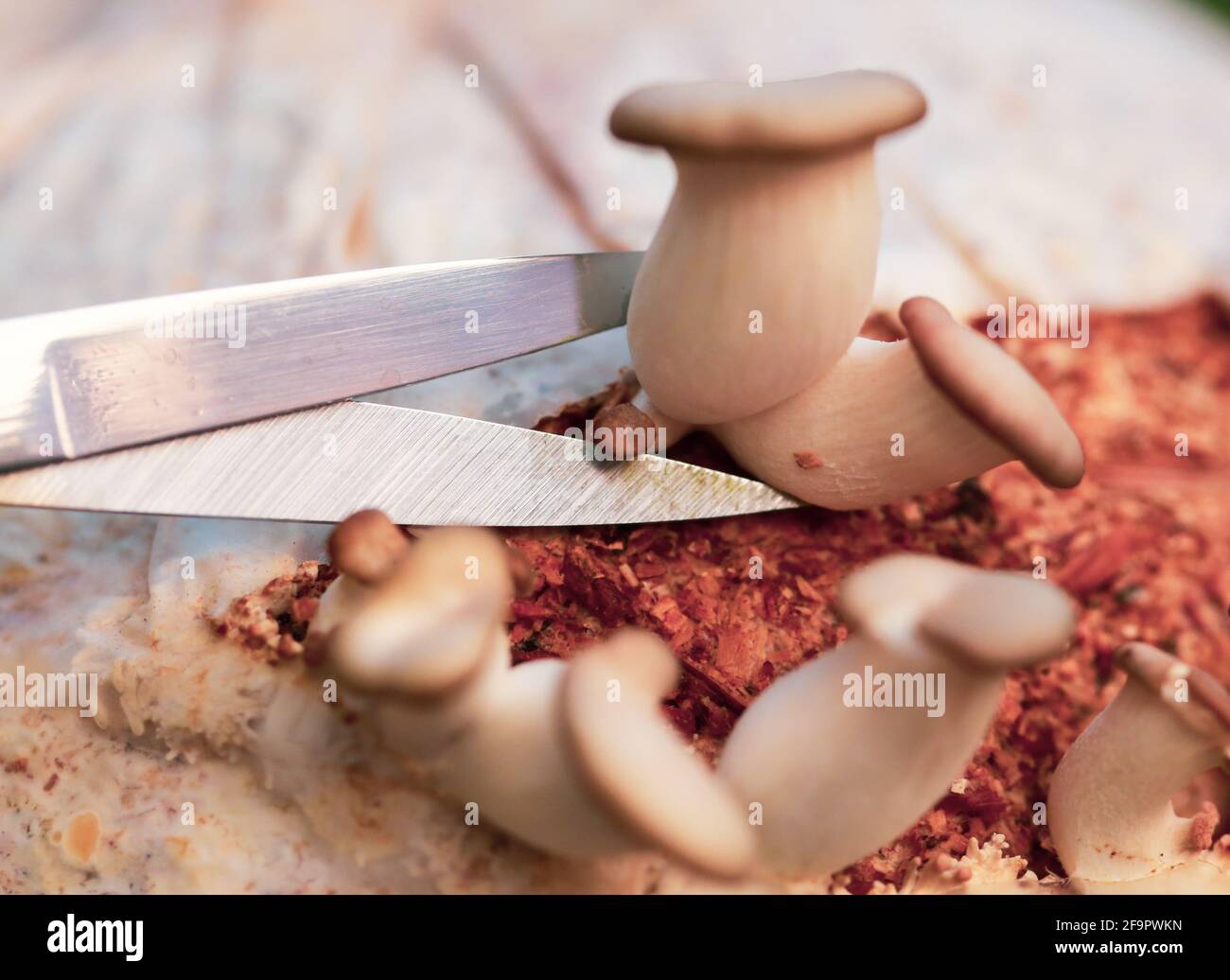 Coltivazione di funghi ostriche organici Foto Stock