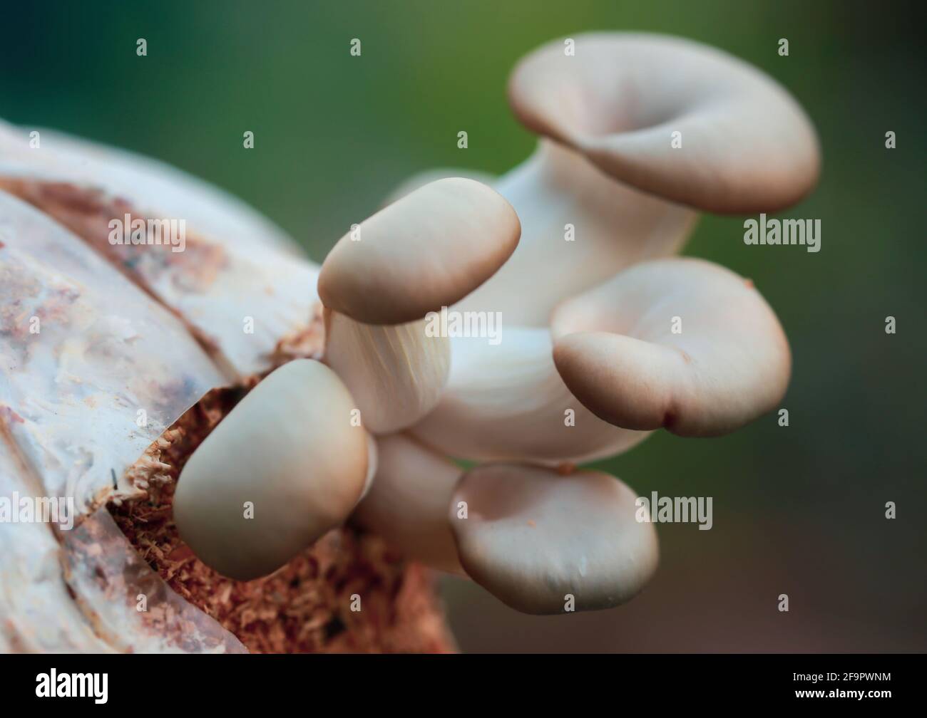Coltivazione di funghi ostriche organici Foto Stock