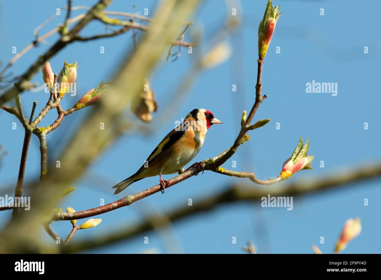 Una pinna d'oro europea poggiata su un albero con gemme fiorite che lo circonda Foto Stock