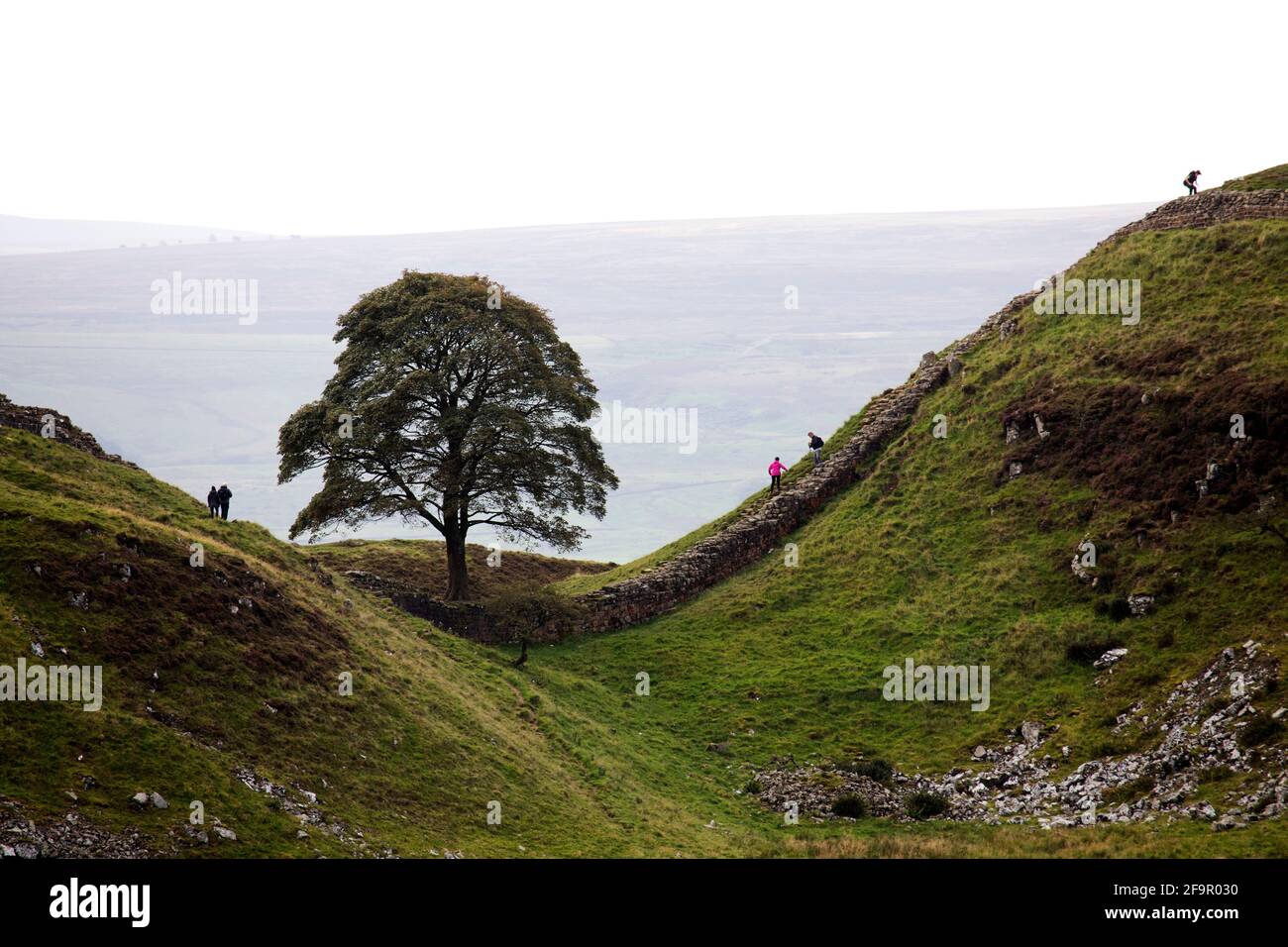 Sycamore Gap sul Muro di Adriano in Northumberland, Inghilterra. L'antico monumento fa parte delle frontiere dell'Impero Romano Patrimonio dell'Umanità dell'UNESCO Sit Foto Stock