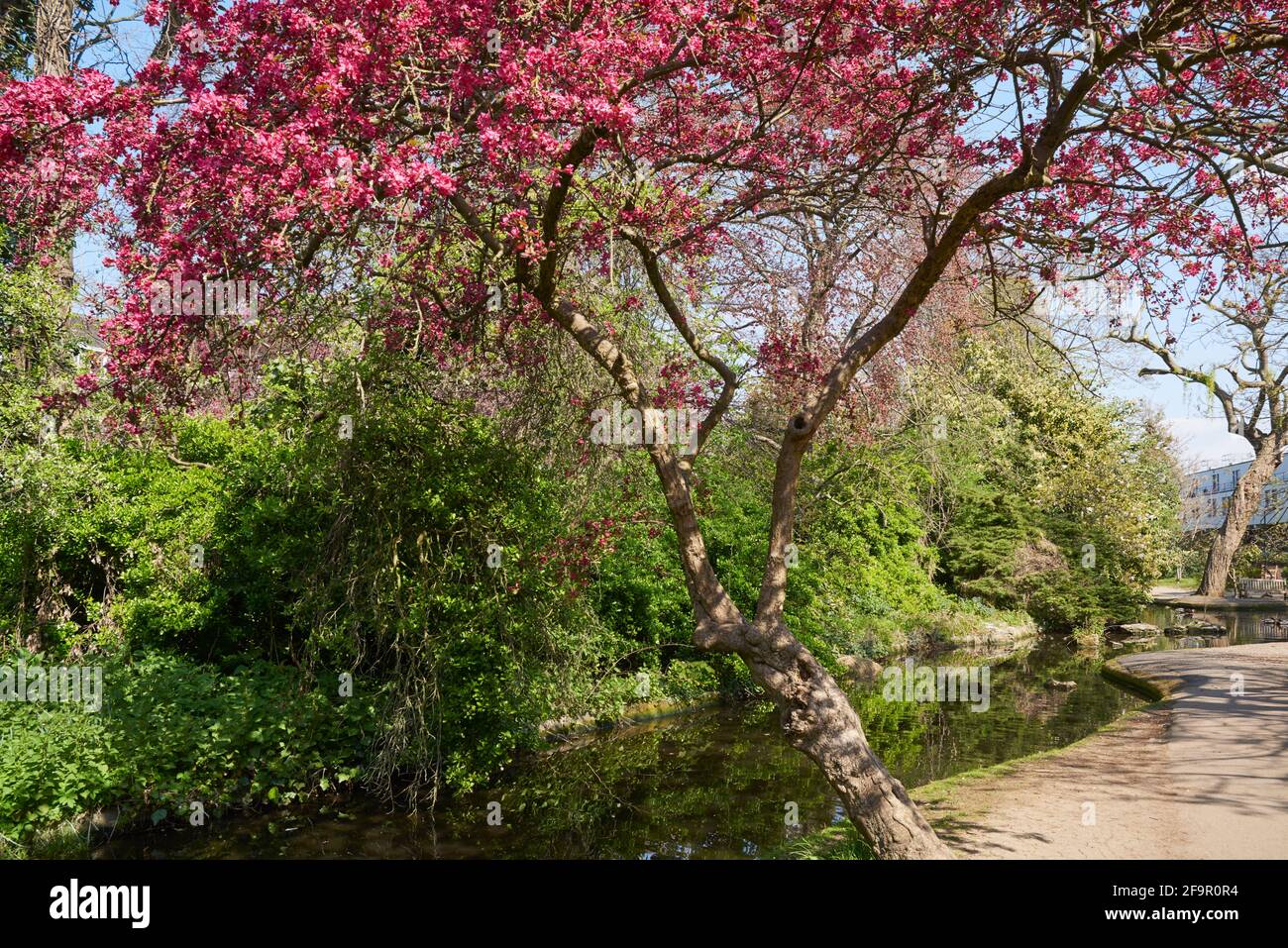 Alberi che sovrastano il New River a Canonbury in primavera, Londra del Nord, con fiori rosa Foto Stock