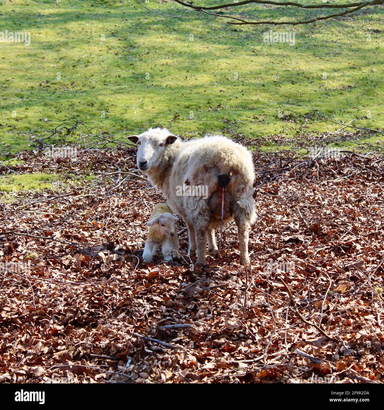 L'aggiunta di zampe vagamente al mondo come questo agnello nato molto di recente vede la luce del giorno per la prima volta. Tutto sembrava bene con l'alimentazione in corso. Foto Stock