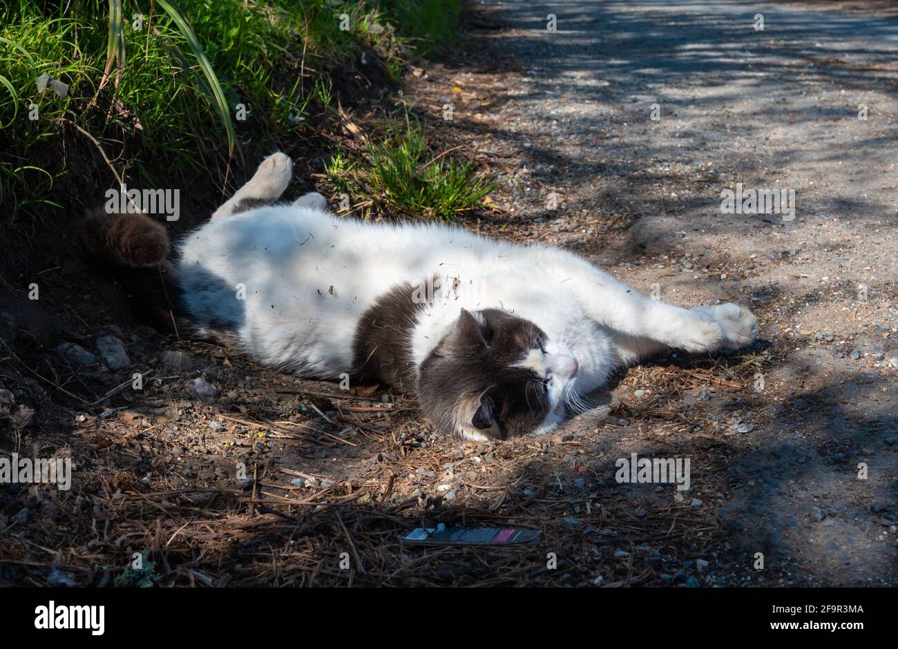 Gatto domestico bianco e marrone grande che si stese sul terreno dalla strada in Inghilterra, Regno Unito. Foto Stock